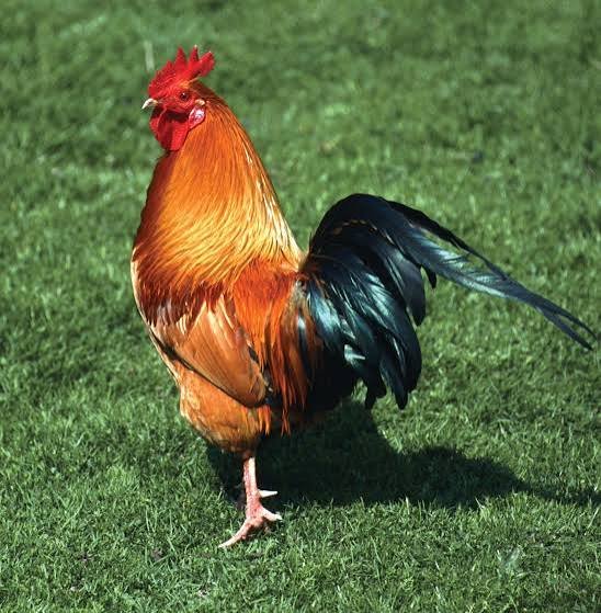 Newcastle Disease