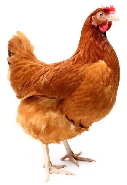 Fowl Pox