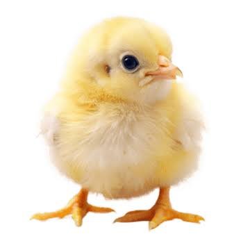 Coccidiosis